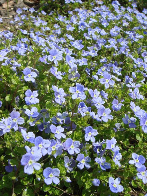 Veronica chamaedrys fleur